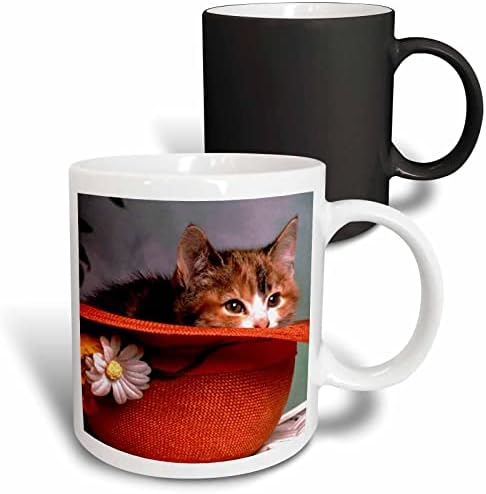 3 -мачки мачки - те сакам мачка во капа - чаши