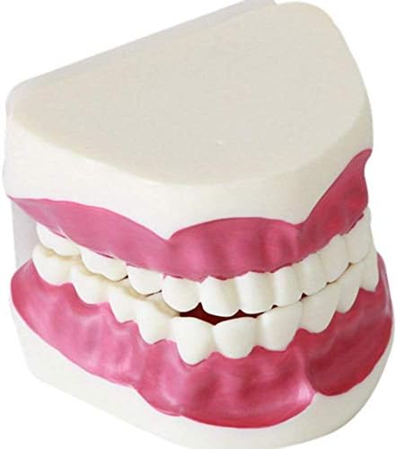 Стоматолошки стоматолошки заби Настава Модел 28 Заби, 3x зголемување, пластичен модел на заби на забите за настава