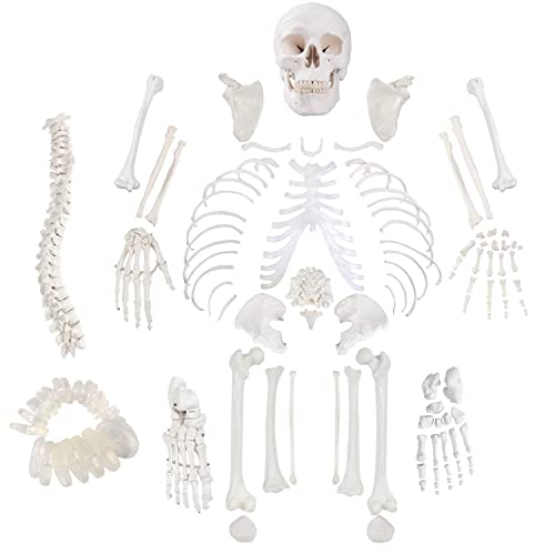 Miirr го дистрибуираше моделот на човечки скелети, големината на животот, 67 висок, комплетен непрекинат анатомски модел со постер,