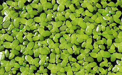 Duckweed - 100/200/500 живи растенија од Aqua Habit