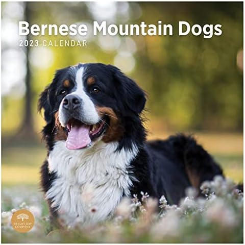 2023 Бернски Планински Кучиња Ѕиден Календар По Светлиот Ден, 12х12 Инчи