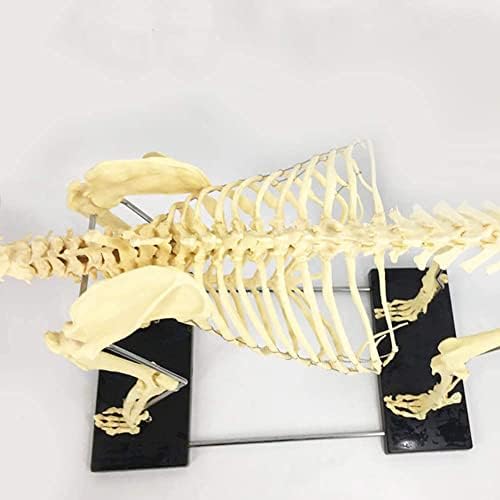 Премиум скелетен систем модел на куче, кучешки скелет, стандардна големина, животински анатомски модел на анатомија на скелети