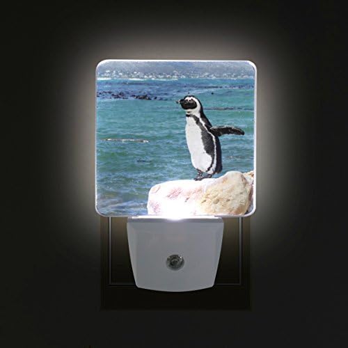 Наанле сет од 2 среќни пингвин стојат на карпести часовник Сино морски воден океан, автоматски сензор, предводен сам, до зори, ноќен светлосен