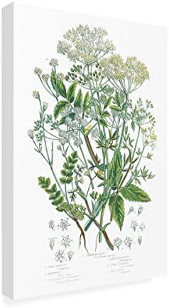 Трговска марка ликовна уметност 'цветни растенија i' Canvas Art by Wild Apple Portfolio 16x24
