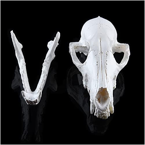 Модел на череп ZMX FOX - Образовен модел на череп за животни, глави на скелети, смола занаети високи симулирани примероци од череп со лисици