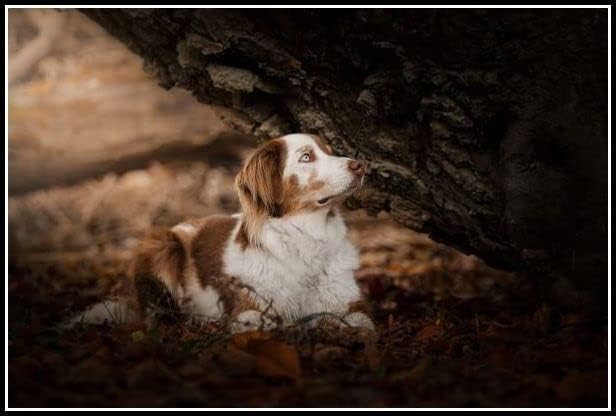 Граница Коли симпатична миленичиња куче пејзаж животни Дијамантски комплети за сликање за возрасни дијамантска уметност 5Д боја со