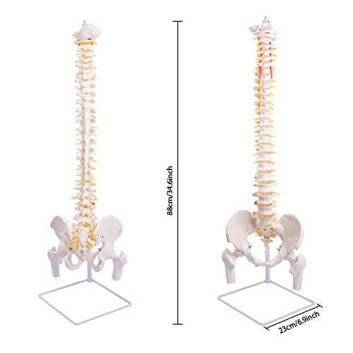 Модел на 'рбетот, 34,6 Модел на' рбетниот мозок со големина на живот Флексибилен анатомски 'рбет со пршлени, нерви, артерии,