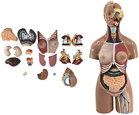 Алатомски модел на човечко тело KH66ZKY - Модел на човечки торзо - Алатка за настава за настава за образование на медицинска