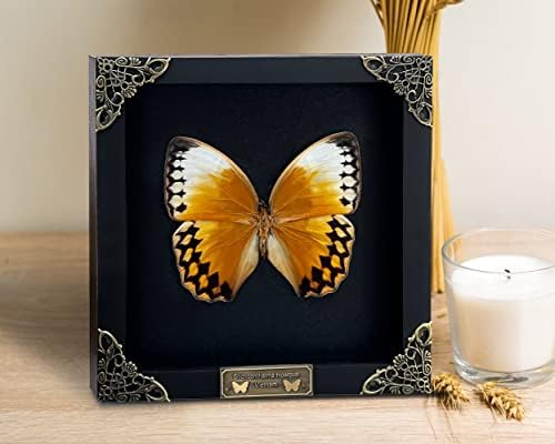 Вистинска Врамена Пеперутка Рачно Изработена Црна Дрвена Рамка Сенка Кутија Сушен Љубител На Инсекти Таксидермија Мртов Примерок
