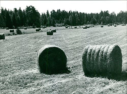 Гроздобер фотографија од трева сено расфрлана во обработливо земјиште во Шведска.