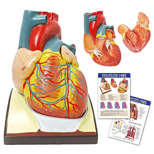Hadwyn Human Heart Model Model Life Life Medial Medial Heart Model For Anatomy, модели со 2 дела Анатомија