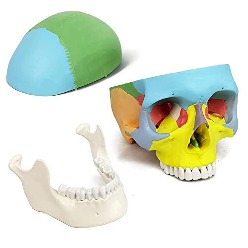 Merinden го насликаше моделот на човечки череп, репликата за животна големина Медицински анатомија модел на возрасни со отстранлив капа