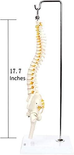 Наставен модел на RRGJ, анатомски модел 'рбетниот модел со карлицата, вклучително и сточна рамка за настава за настава за скелетни модел и алатки