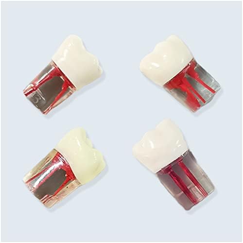 KH66ZKY 10 PCS Root Canal Practice Model Забови модел на отворен пулпа за стоматолошки модел за учење студија и практика