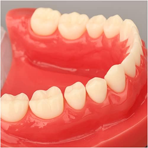KH66ZKY Стоматолошки стандарден модел на заби - Стандарден модел на заби на заби - За едукација за проучување на наставата за демонстрација на