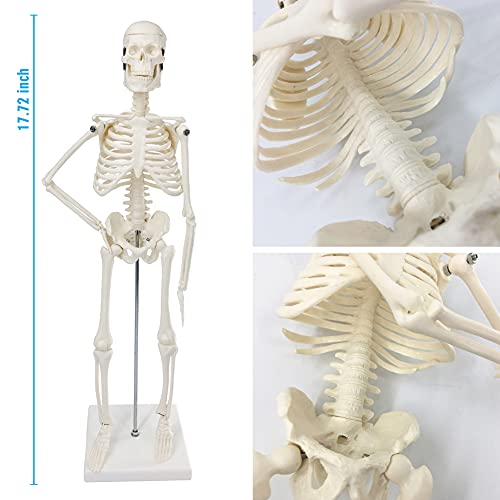 Merinden Mini Human Skeleton Model, 17,72 ”Модел на Petite Human Bones со подвижни раце, нозе и штанд, за студент, дете да студира анатомија на