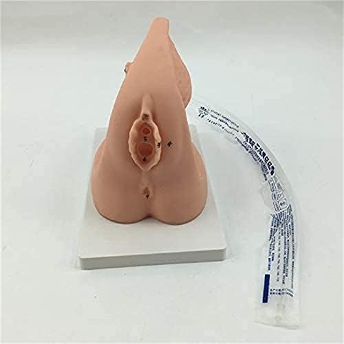Модел на катетеризација на пандата LXT, женски внатрешен и надворешен модел на катетеризација ПВЦ Маникин за гинекологија Медицинска обука
