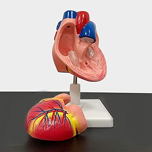 Model Model Model, 10 Human Heart Heart Anatomic Model - Напредно медицински материјали за човеково учење Висцерален модел