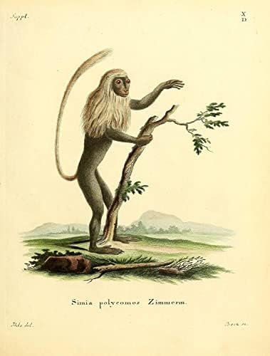 Црн и бел колобус Примат Мајмун гроздобер диви животни училници канцеларија декор Зоологија Античка илустрација Постер за печатење