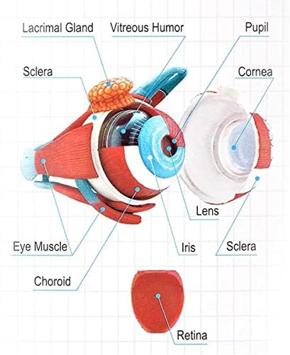 Наставен модел, модел на лаборатории за склопување, човечко око 4Д анатомски човечки очи модел анатомија наука за очите топка модел