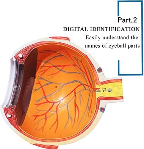 Фетион 6x зголемен модел на човечко око, анатомија на очното јаболко со лого на број, мулти-деловна структура се дисецира на 7 анатомски