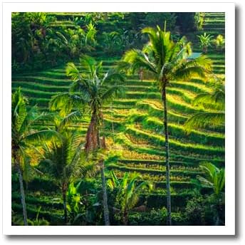 3Drose Jatiluwih Terrace Rice, Bali, Indonesia - Ironелезо на трансфери на топлина