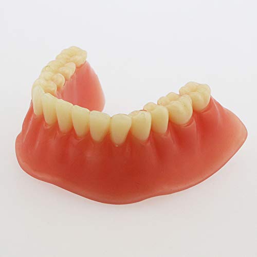 Модел на заби