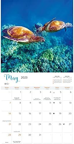 Хавајски Морски Желки-Хаваи 2023 Делукс Ѕид Календар-Фотографија Од Мајкл И Моника Свит