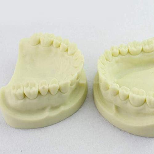 28 заби бел корундски стоматолошки заби модел направен од супер-тврда смола медицинска анатомска настава