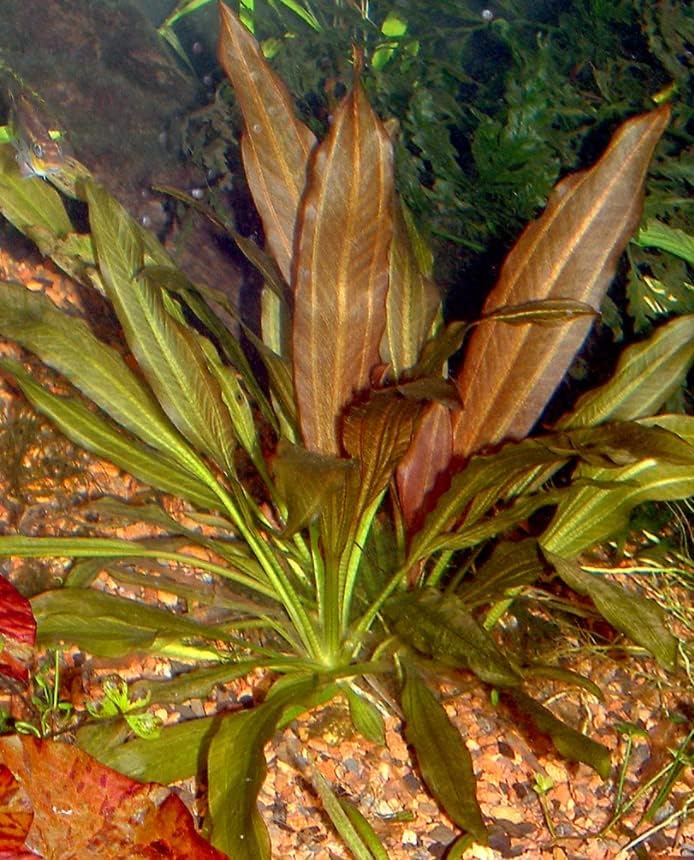 Potted Echinodorus Kleiner Prinz Sword - почетник тропски жива аквариум фабрика