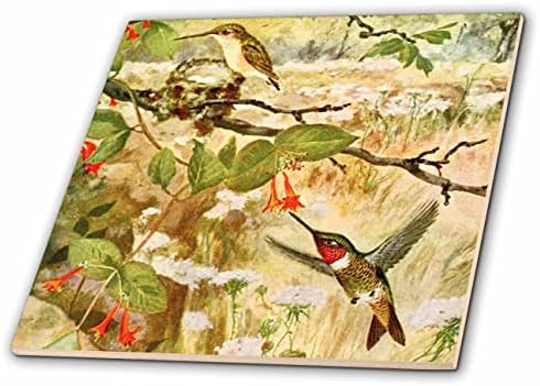 3дроза Гроздобер Рубин Грло колибри уметност илустрација за љубителите на птици-Плочки