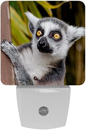 Lorvies Симпатична Lemur Приклучок ВО LED Ноќ Светло Автоматски Сензор Самрак До Зори Декоративна Ноќ За Спална Соба, Бања, Кујна,
