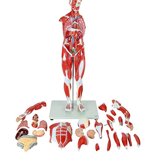 Оска Научен Модел На Човечки Мускули И Органи, 27-Дел Полуживотна Мускулна Фигура Со Отстранливи Органи И Мускулна Анатомија, Вклучува