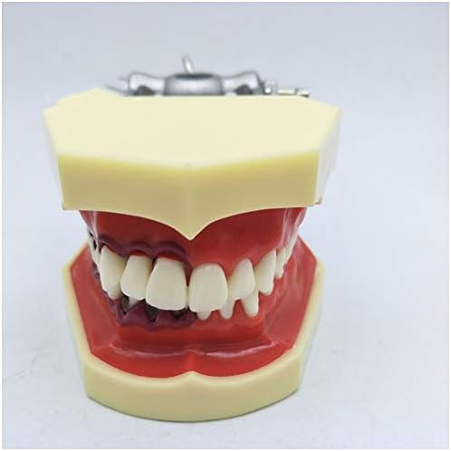 KH66ZKY Пародонтот на забите на забите модел на заби, асортимани заби на непцата, настава за нега на заби
