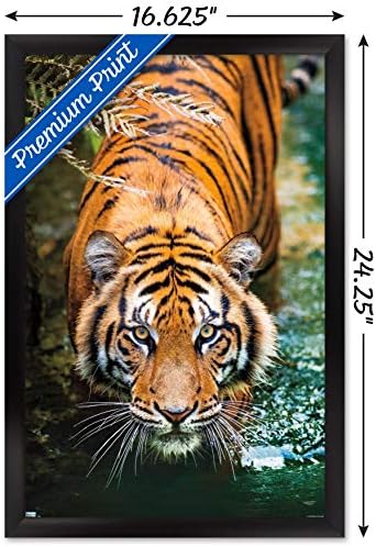 Трендови Меѓународен тигар - постер за воден wallид, 14.725 x 22.375, црна врамена верзија
