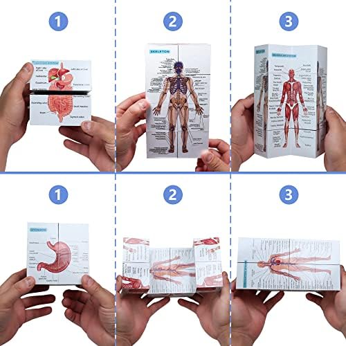 Аливово човечка анатомија студија за коцка анатомија Постери постави мини човечки анатомски скелет модел